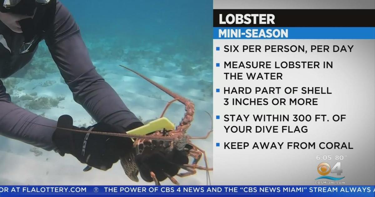 Florida's annual lobster miniseason about to get underway CBS Miami