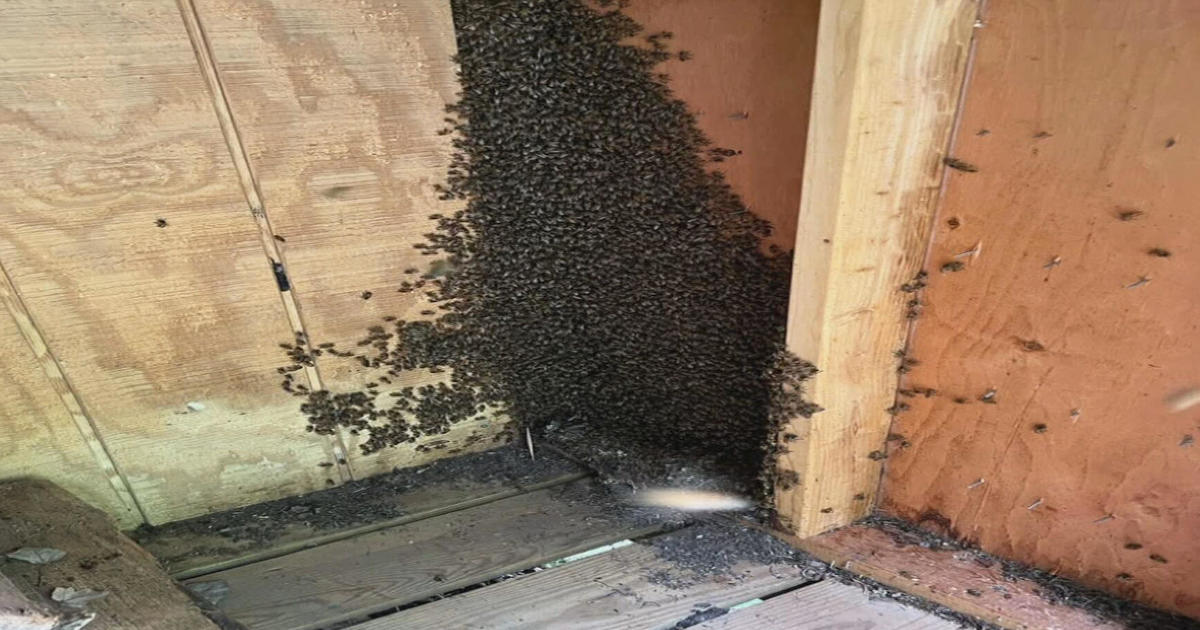 Hopkinton Couple Finds Hundreds Of Thousands Of Bees Living In Shed 