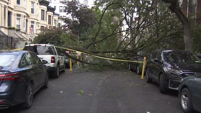 A large tree lays across a street on top of several parked vehicles. Yellow caution tape blocks off the street in front of the tree. 