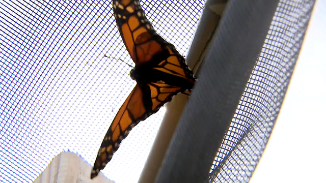 monarch-butterfly.png 