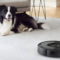 The 5 best robot vacuums for pet hair in 2024