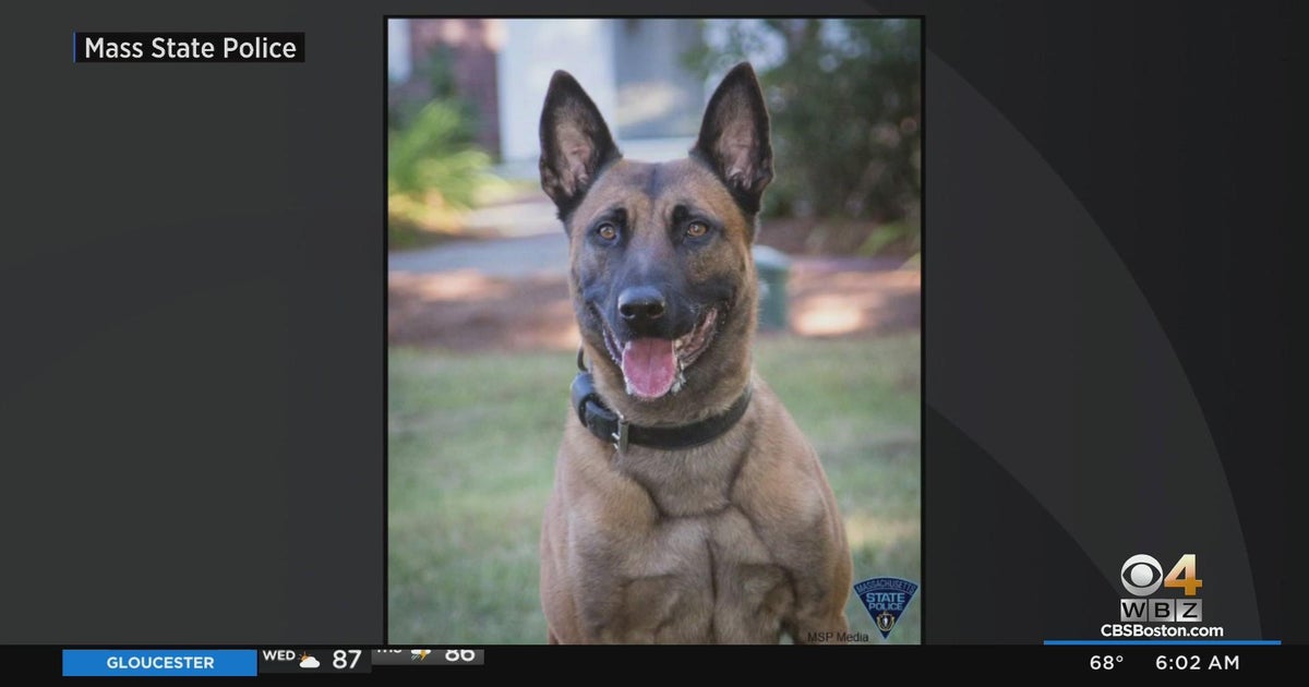 Massachusetts State Police K9 Frankie shot, killed during Fitchburg