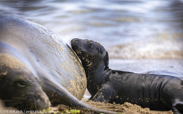 Endangered Hawaiian Monk Seal Rocky (RH58) gave birth on the island of Oahu 