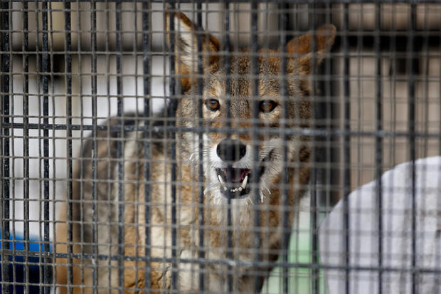 LIFE-ENV-COYOTE-PETITION-1-TB 