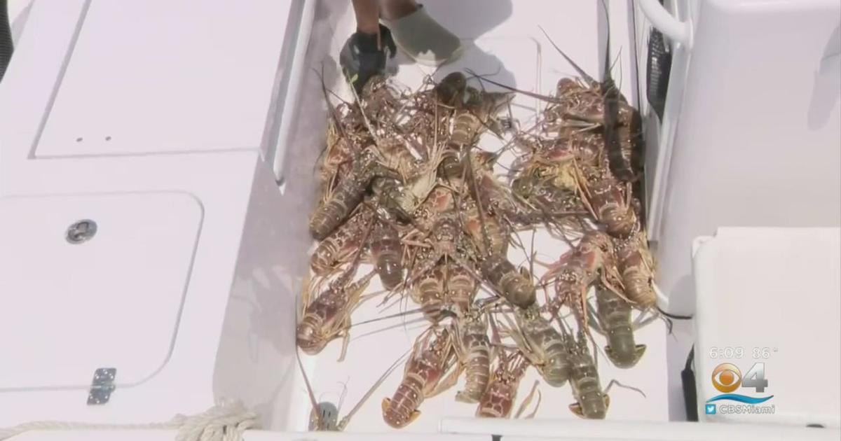 Lobster miniseason underway after stormy start CBS Miami