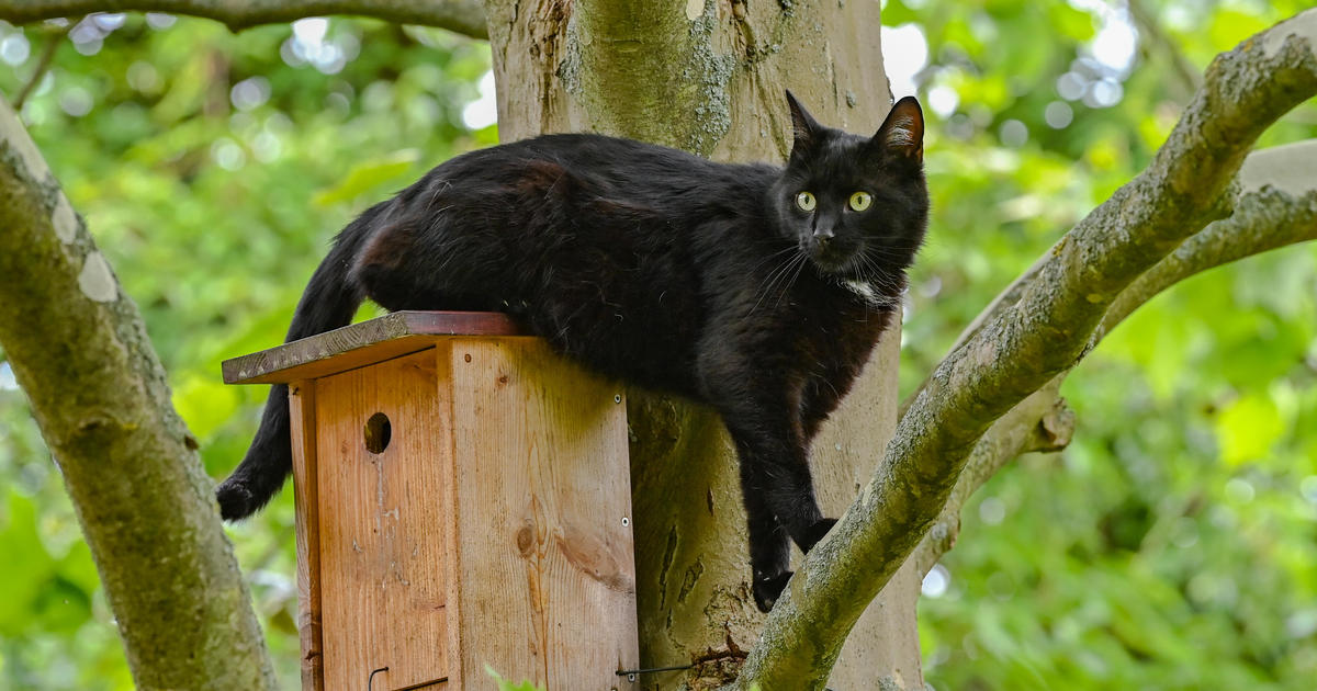 Koty domowe zostały sklasyfikowane w Polsce jako „obcy gatunek inwazyjny”.  Niektórzy miłośnicy kotów nie są szczęśliwi.