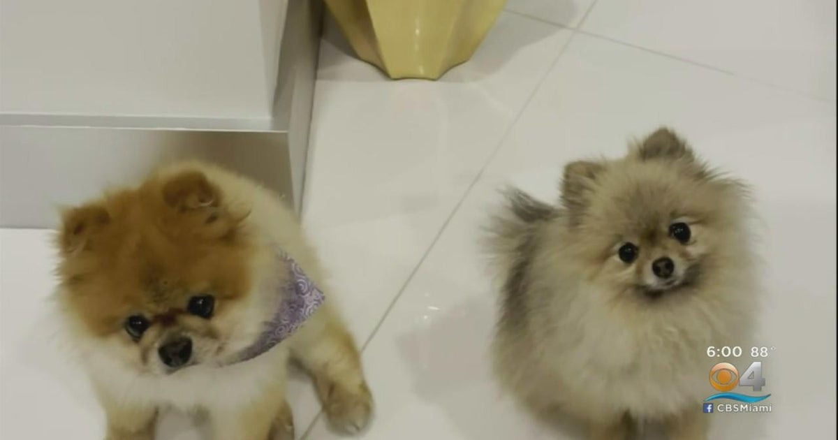 Sunny Isles Beach woman says 2 Pomeranians died while in care of groomer