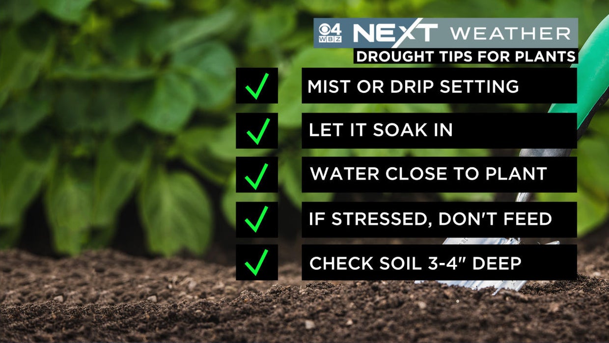 How you can help your lawn and plants survive the drought CBS Boston