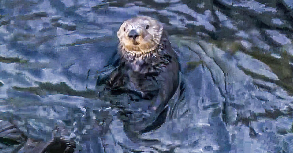 Fed study suggests reintroducing sea otters to Northern California
