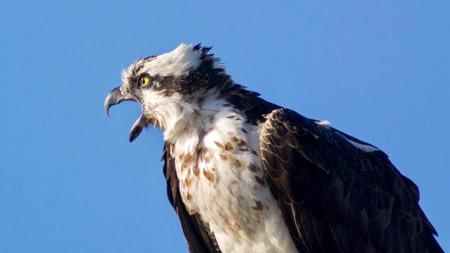 Close-Up of Osprey with Tongue Showing while Calling 