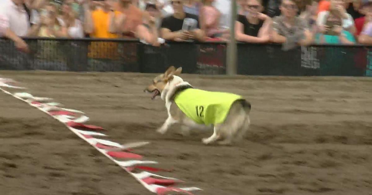 Posponed: On Your Mark. Get Set. Corgi Racing Returns To Kirby Ice