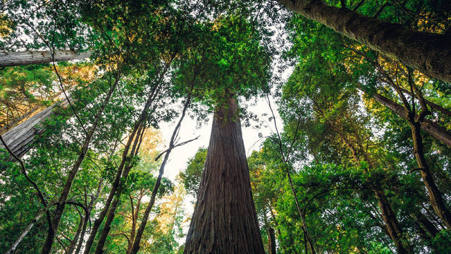 Hyperion,Tree,Is,The,Tallest,Tree,In,The,World,,Redwoods 