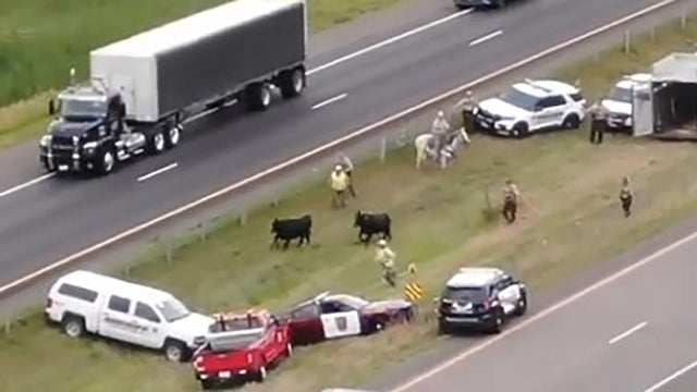 cows-on-freeway.jpg 