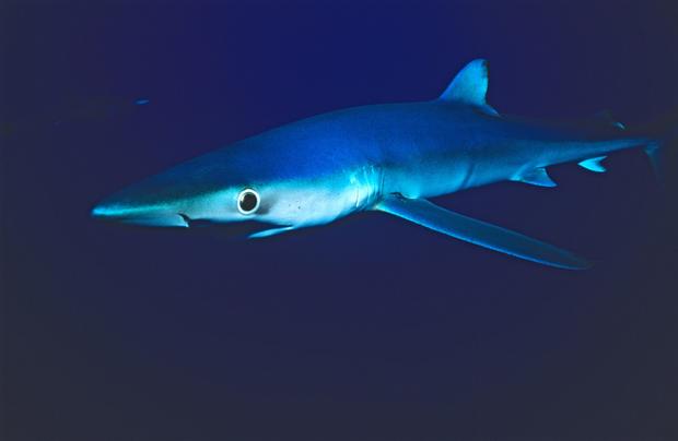 Blue shark 