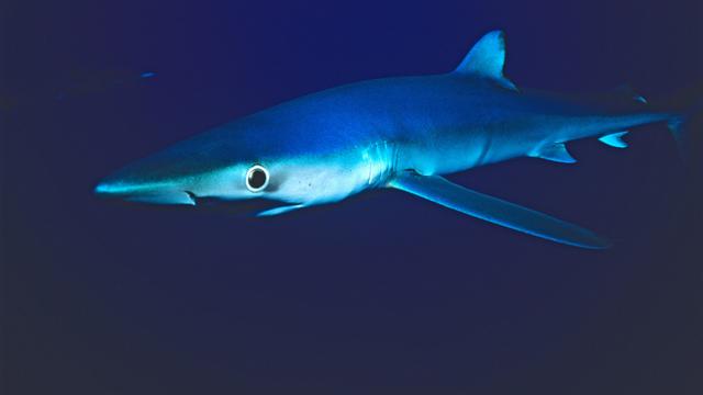 Blue shark 