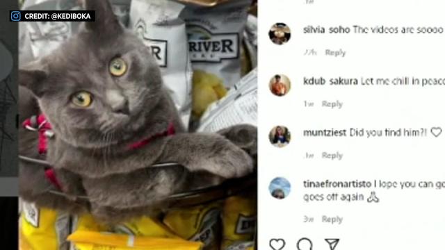 A screenshot from Instagram of a picture of a cat sitting in a stand among bags of chips. 