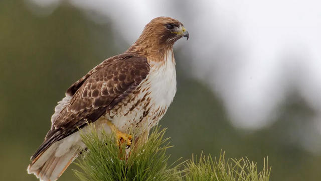 red-tailed-hawk-nps.jpg 