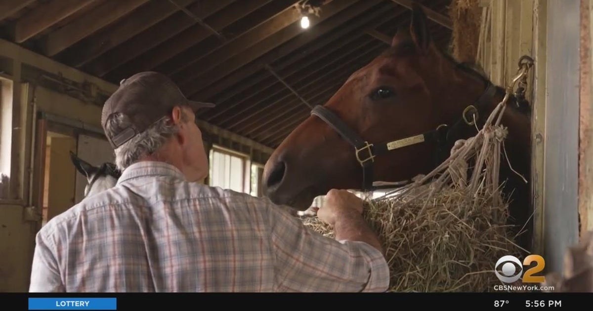 "Take the Lead" provides care for retired race horses CBS New York