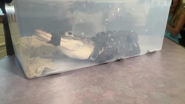 An alligator with its mouth taped shut sits inside a plastic container. 