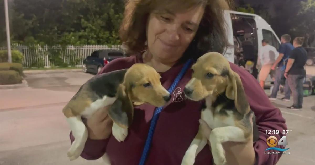 Humane Society of Broward overwhelmed by applications to adopt rescued beagles