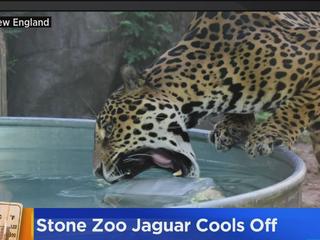 PHOTOS: Zoo jaguar keeps cool with frozen meat treat - CBS Boston