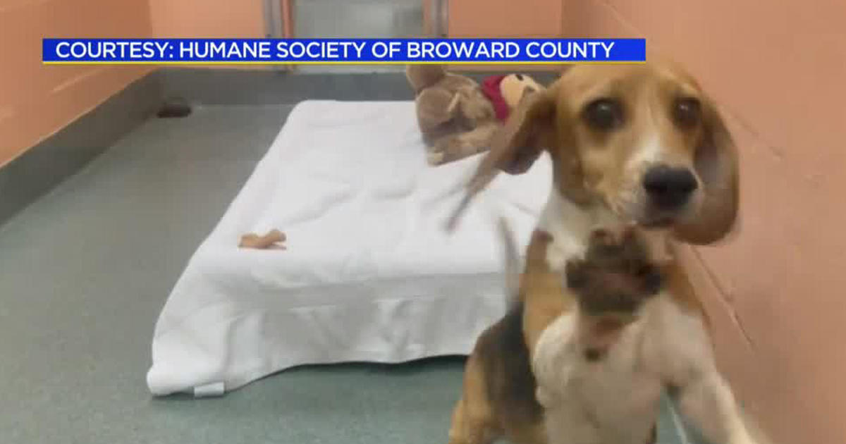 Humane Society of Broward overwhelmed by adoption applications for rescued beagles