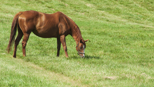 Horse Grazing In Field 