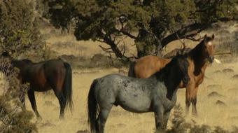 Lawmakers, agency look for ways to safely round up 82,000 wild horses 