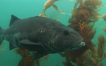 Extended Nature Video: Black sea bass 