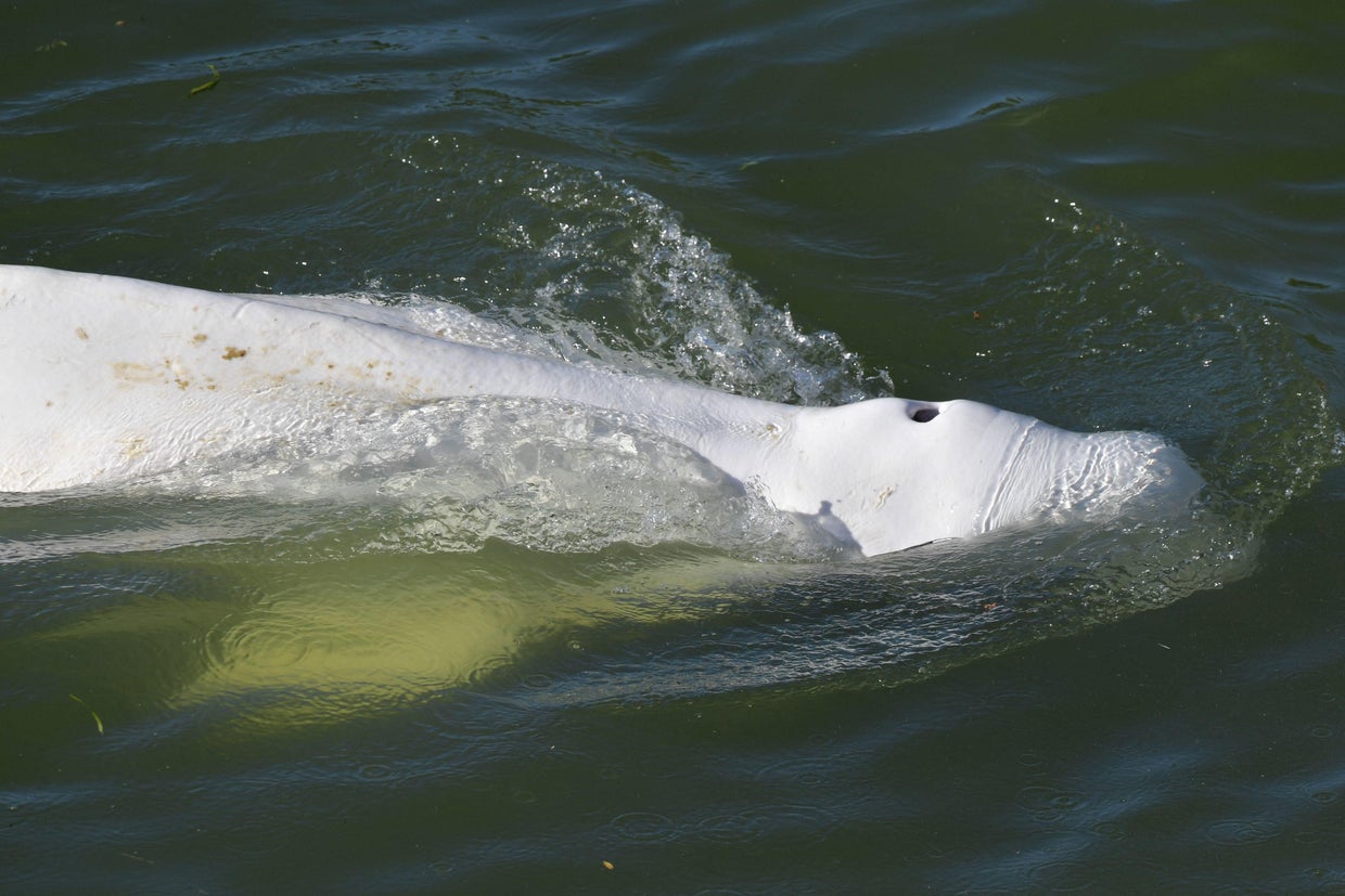 FRANCE-ANIMAL-ENVIRONMENT-BELUGA 