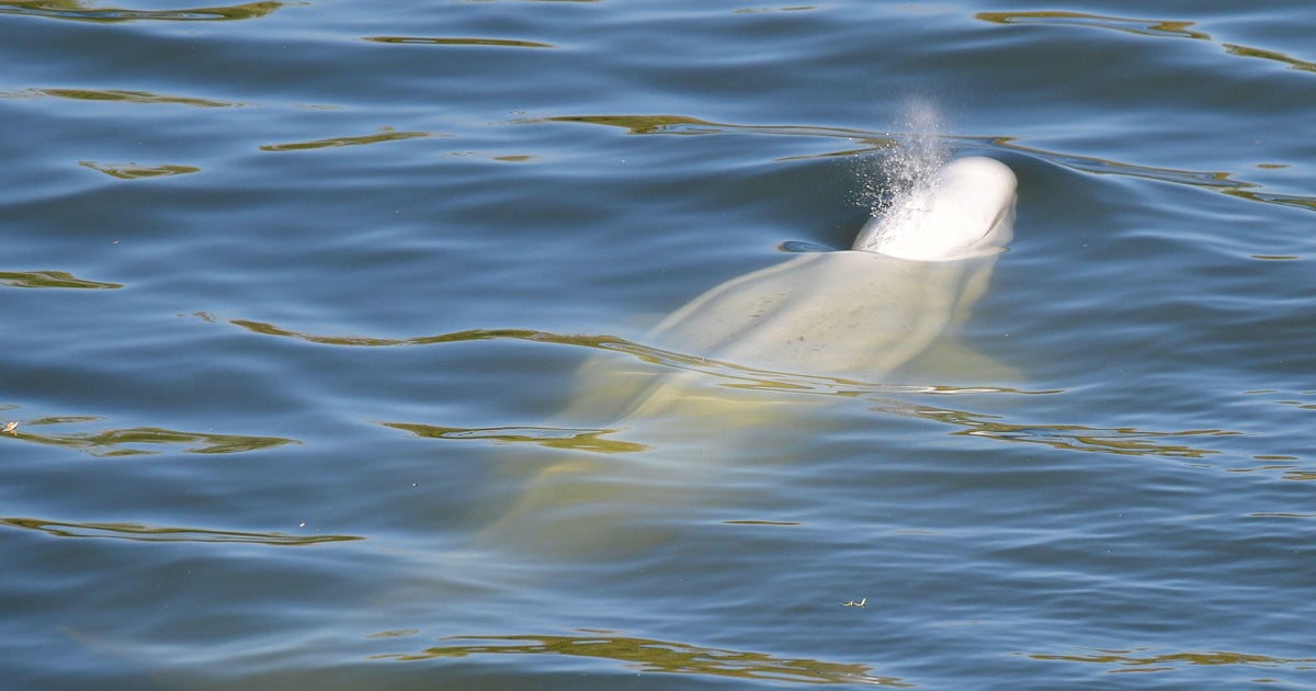 Little hope for beluga whale stranded in France's Seine river