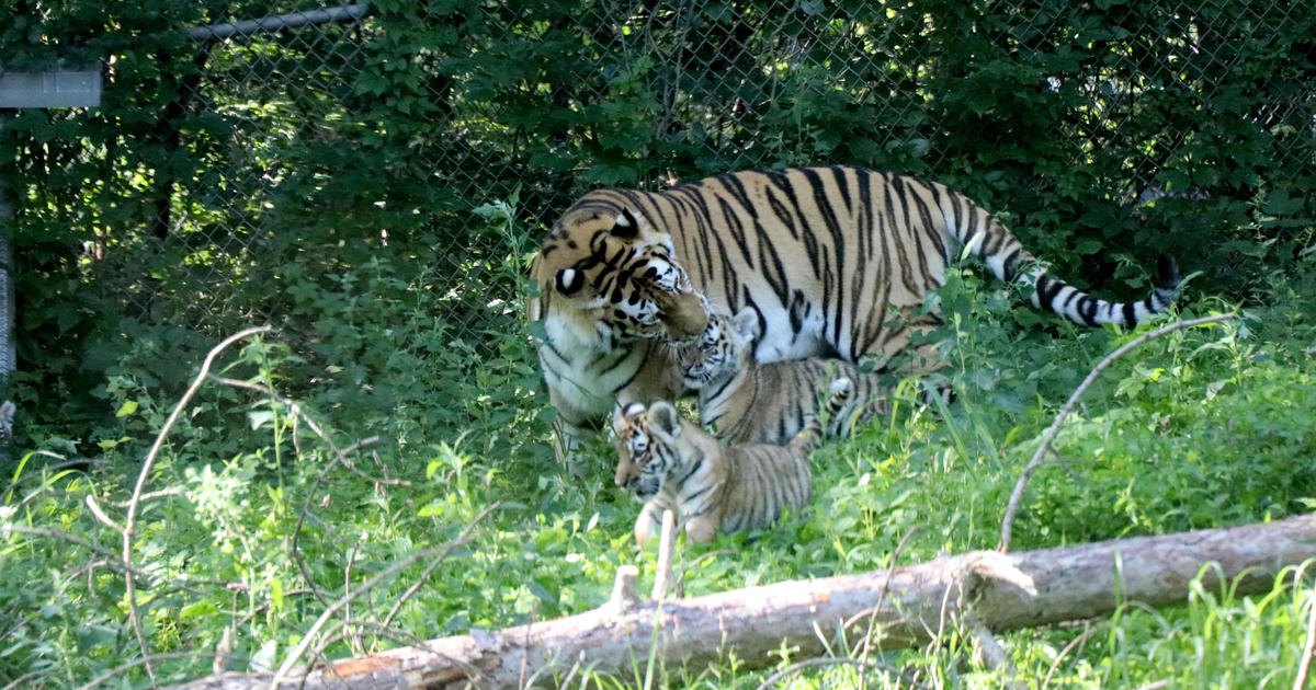 Minnesota Zoo's tiger cubs make their debut
