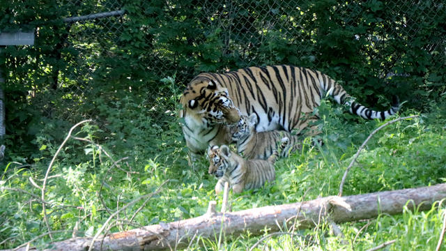 baby-tigers-mn-zoo-2.jpg 