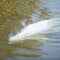 Last-chance operation to save a beluga stranded in a French river