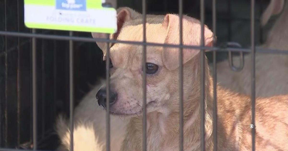 ASPCA declares South Jersey dog its National Dog of the Year - CBS  Philadelphia