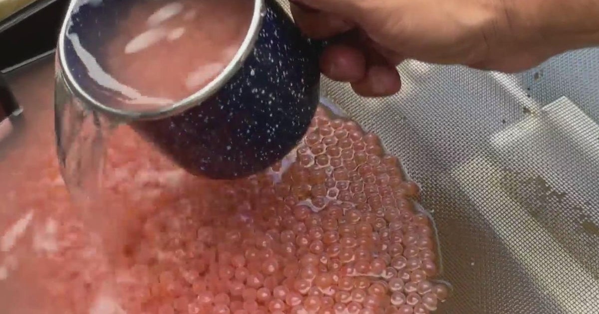 After 80 years, endangered Chinook salmon eggs return to McCloud River