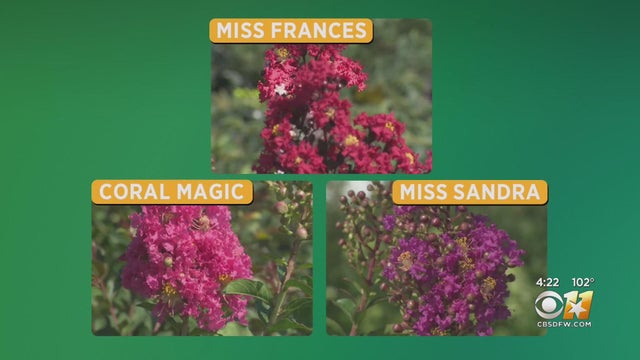 Gardening 101: Crape Myrtles