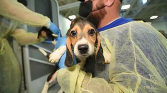 Beagles find loving homes after rescue 