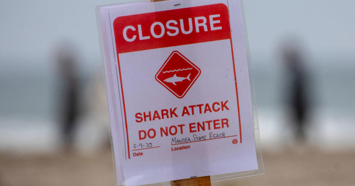Paddleboarder and dog thrown off board after shark encounter