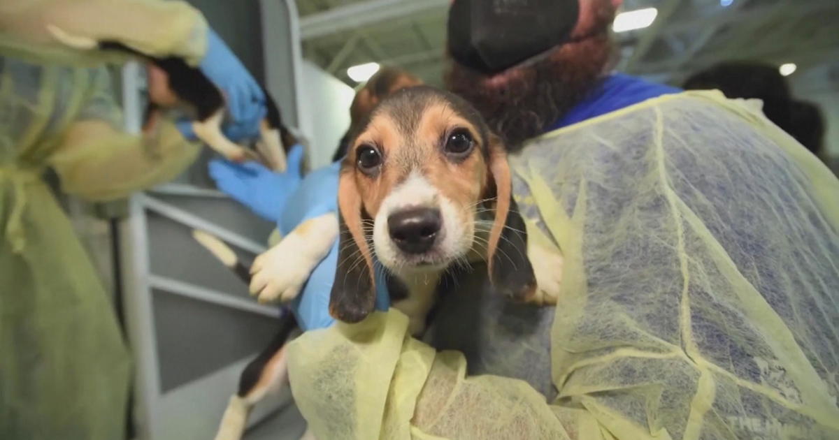 Humane Society of the United States carrying out largest animal rescue ever  - CBS Philadelphia