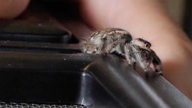 Invasive spider species makes 1st U.S. appearance