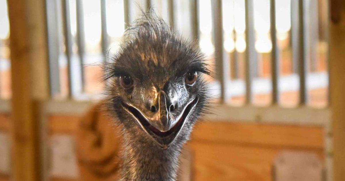 Rescued emu named Jerry finds a new home