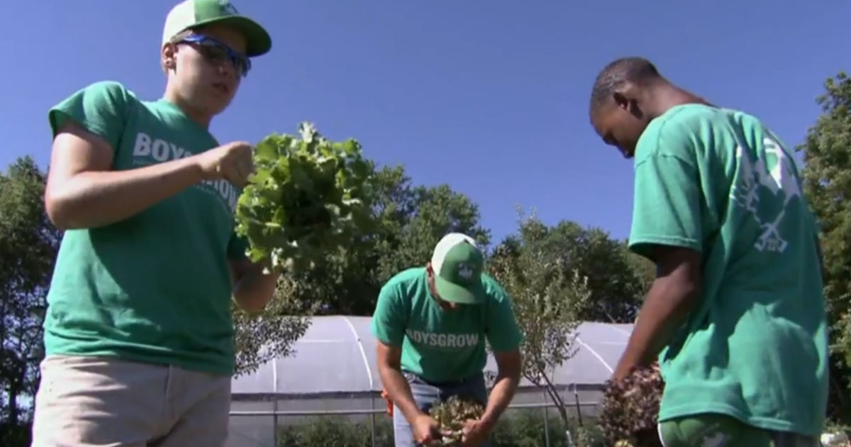 Farming Entrepreneurs: BoysGrow Kansas City - Amborella Organics