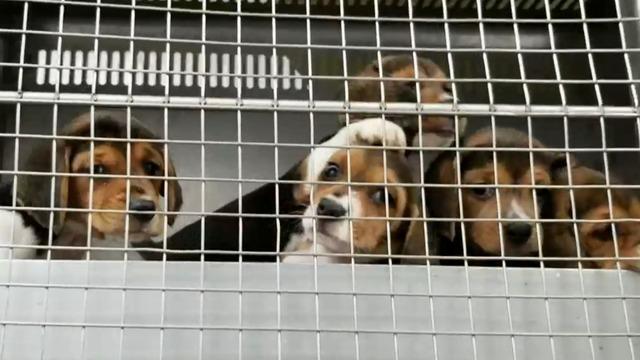 cbsn-fusion-4000-beagles-rescued-from-breeding-facility-thumbnail-1193328-640x360.jpg 