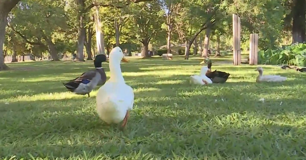 Concern about Bird Flu leads to drainage of ponds at Land Park