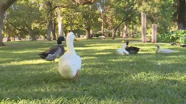 Bird Flu concerns lead to draining ponds at William Land Park 