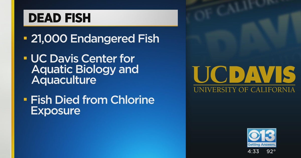 Investigation opened after 21,000 fish died at UC Davis Center for Aquatic Biology and Aquaculture