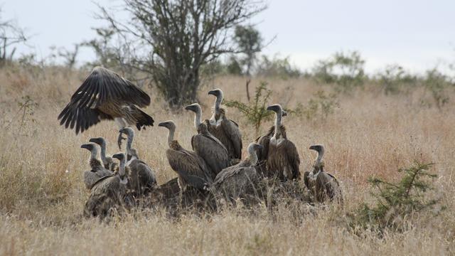 South Africa, Kruger National Park, Vultures On A Carcasses 