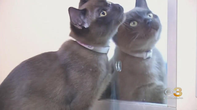 CBS3 Pet Project: What changes in cat's behavior tell you about the well-being of your feline 