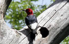 naturewoodpecker-1198574-640x360.jpg 